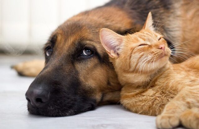 Close-up German Shepard laying next to cat